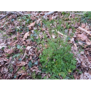 Cardamine pratensis L. subsp. pratensis (Cardamine des prés)