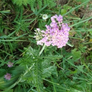 Photographie n°668787 du taxon Achillea distans subsp. tanacetifolia (All.) Janch. [1942]