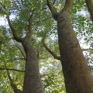 Photographie n°668833 du taxon Celtis australis L. [1753]