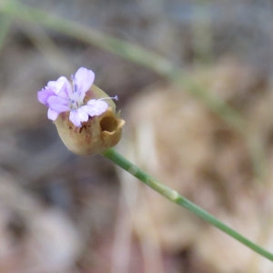 Photographie n°668835 du taxon Petrorhagia prolifera (L.) P.W.Ball & Heywood [1964]