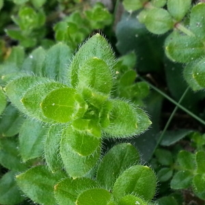 Photographie n°668884 du taxon Cruciata laevipes Opiz [1852]