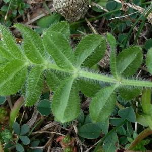 Photographie n°668885 du taxon Cruciata laevipes Opiz [1852]