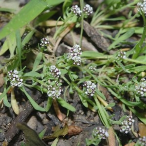 Photographie n°668899 du taxon Corrigiola littoralis subsp. littoralis