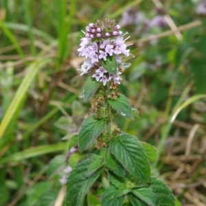 Photographie n°668906 du taxon Mentha aquatica L. [1753]