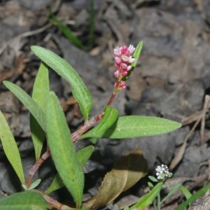 Photographie n°668909 du taxon Persicaria lapathifolia (L.) Delarbre [1800]