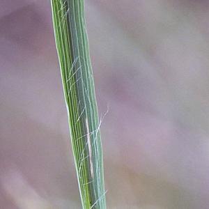 Photographie n°668930 du taxon Molinia caerulea (L.) Moench [1794]