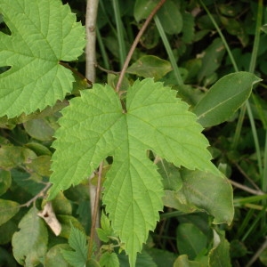 Photographie n°668979 du taxon Humulus lupulus L. [1753]