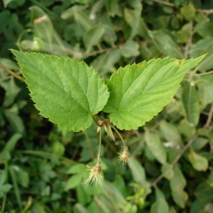 Photographie n°668980 du taxon Humulus lupulus L. [1753]