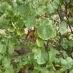 Photographie n°669002 du taxon Cercis siliquastrum L. [1753]