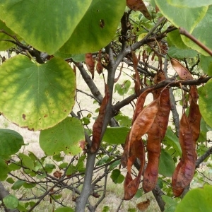 Photographie n°669003 du taxon Cercis siliquastrum L. [1753]