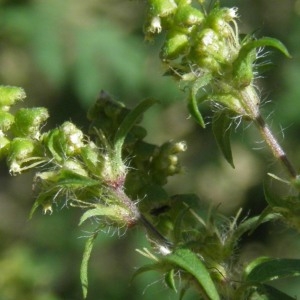 Photographie n°669027 du taxon Ambrosia artemisiifolia L.