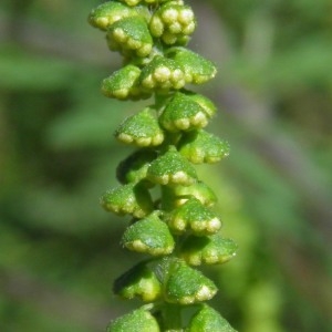Photographie n°669029 du taxon Ambrosia artemisiifolia L.