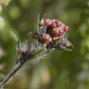 Photographie n°669032 du taxon Ambrosia artemisiifolia L.