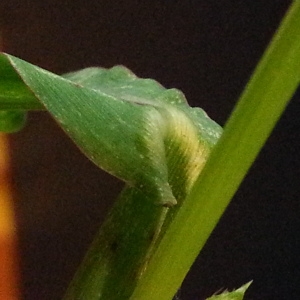 Photographie n°669078 du taxon Echinochloa crus-galli (L.) P.Beauv. [1812]