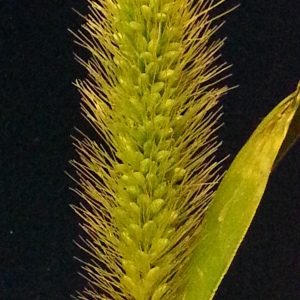 Photographie n°669080 du taxon Setaria italica subsp. viridis (L.) Thell. [1912]