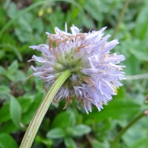 Photographie n°669106 du taxon Globularia nudicaulis L. [1753]