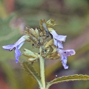 Photographie n°669118 du taxon Betonica officinalis L. [1753]