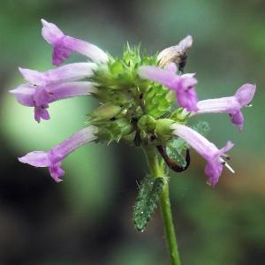 Photographie n°669121 du taxon Betonica officinalis L. [1753]