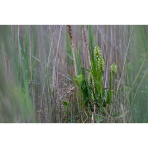 Dactylorhiza ochroleuca (Wüstnei ex Böll) Holub (Dactylorhize jaune pâle)