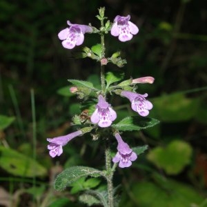 Photographie n°669231 du taxon Clinopodium nepeta subsp. sylvaticum (Bromf.) Peruzzi & F.Conti [2008]