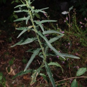 Photographie n°669232 du taxon Hieracium umbellatum L. [1753]