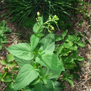 Photographie n°669241 du taxon Scrophularia nodosa L. [1753]