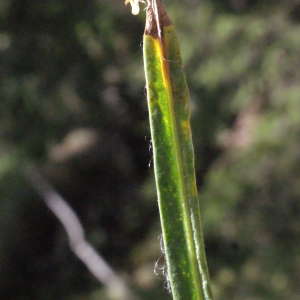 Photographie n°669250 du taxon Genista sagittalis L. [1753]