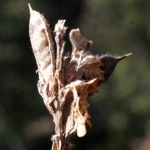 Photographie n°669252 du taxon Genista sagittalis L. [1753]
