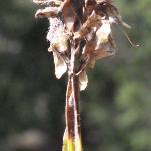 Photographie n°669253 du taxon Genista sagittalis L. [1753]