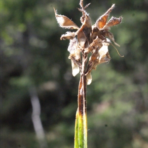 Photographie n°669254 du taxon Genista sagittalis L. [1753]