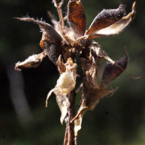 Photographie n°669257 du taxon Genista sagittalis L. [1753]