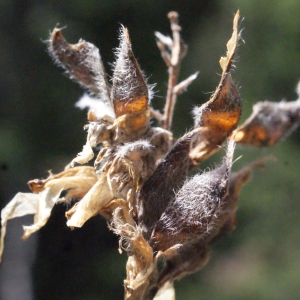 Photographie n°669258 du taxon Genista sagittalis L. [1753]