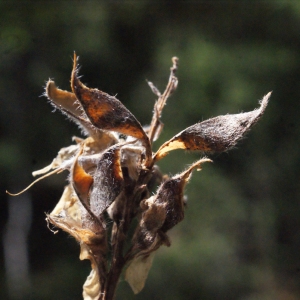 Photographie n°669259 du taxon Genista sagittalis L. [1753]