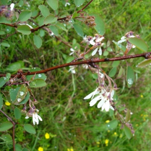 Photographie n°669288 du taxon Amelanchier ovalis Medik. [1793]