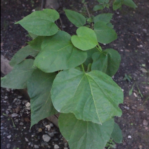 Photographie n°669299 du taxon Catalpa bignonioides Walter [1788]