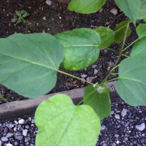 Photographie n°669301 du taxon Catalpa bignonioides Walter [1788]