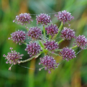 Photographie n°669383 du taxon Oenanthe lachenalii C.C.Gmel. [1805]