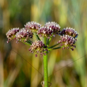 Photographie n°669385 du taxon Oenanthe lachenalii C.C.Gmel. [1805]