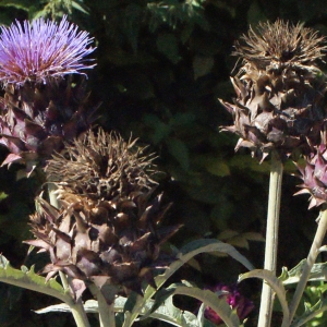 Photographie n°669408 du taxon Cynara scolymus L. [1753]