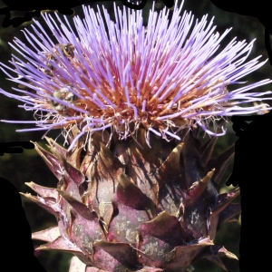 Photographie n°669409 du taxon Cynara scolymus L. [1753]