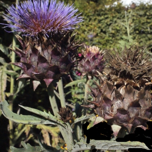 Photographie n°669411 du taxon Cynara scolymus L. [1753]