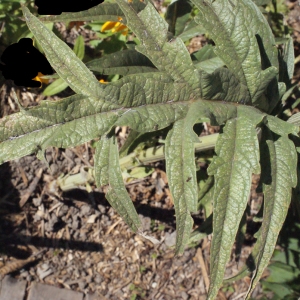 Photographie n°669412 du taxon Cynara scolymus L. [1753]