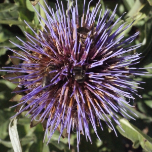 Photographie n°669417 du taxon Cynara scolymus L. [1753]