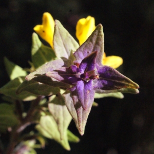 Photographie n°669427 du taxon Melampyrum catalaunicum Freyn [1884]