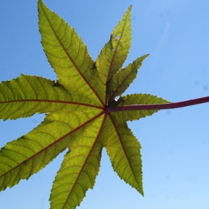 Photographie n°669443 du taxon Ricinus communis L. [1753]