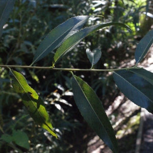 Photographie n°669457 du taxon Salix alba L. [1753]