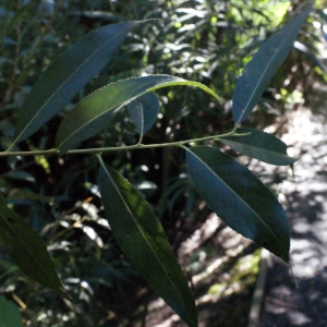 Photographie n°669458 du taxon Salix alba L. [1753]