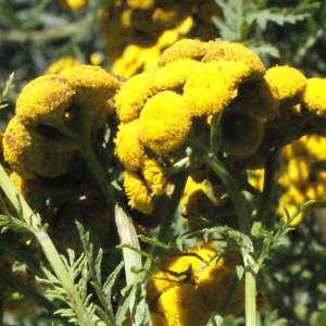 Photographie n°669461 du taxon Tanacetum vulgare L. [1753]