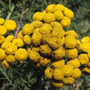 Photographie n°669463 du taxon Tanacetum vulgare L. [1753]