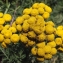  Liliane Roubaudi - Tanacetum vulgare L. [1753]